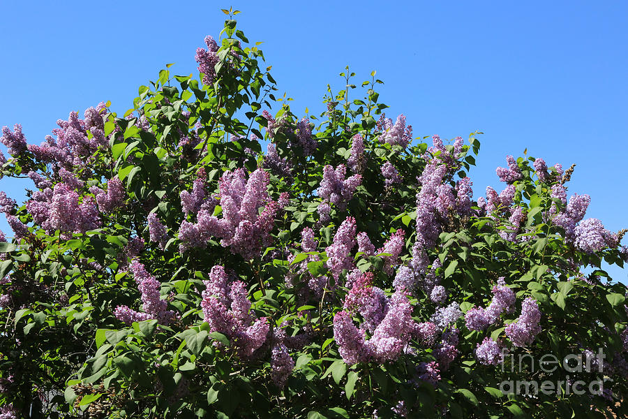 Beautiful Lilacs Day Photograph by Carol Groenen