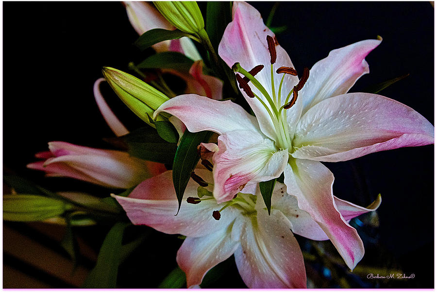 Beautiful Lilies Photograph by Barbara Zahno