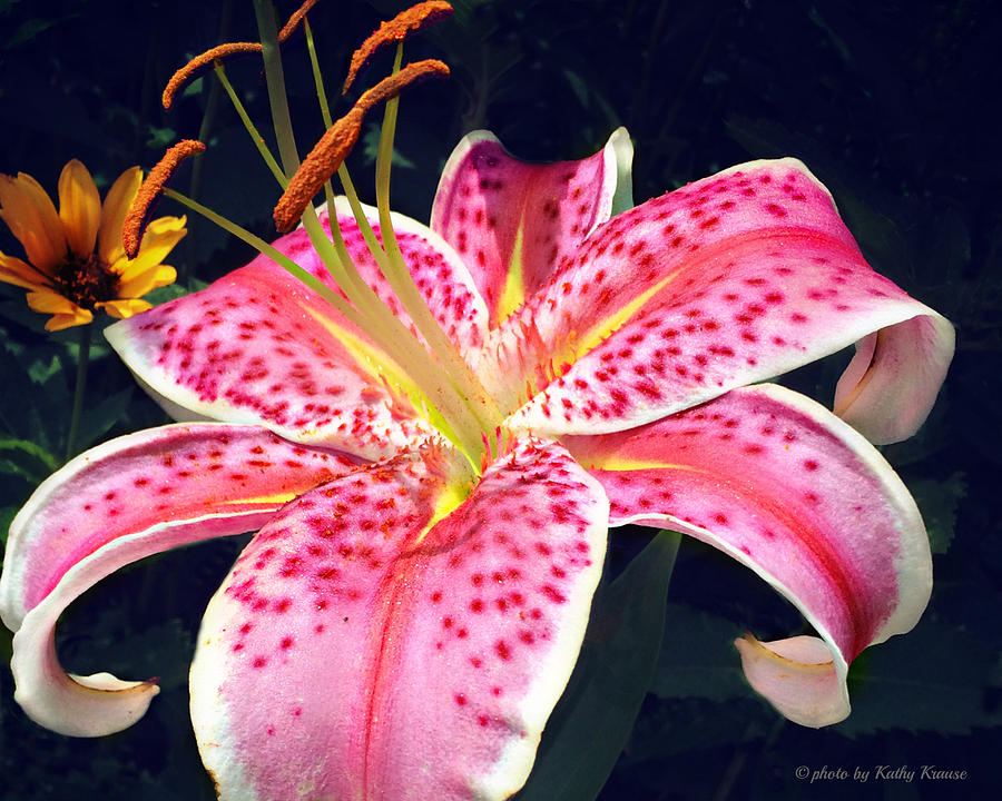 Beautiful Lily Photograph by Kathy M Krause