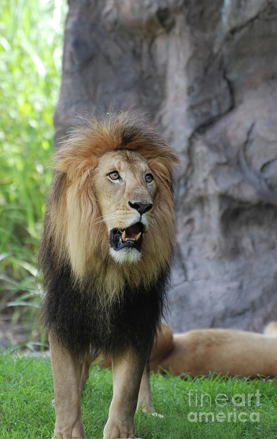 Beautiful Lion with a Thick Black Fur Mane Photograph by DejaVu Designs ...