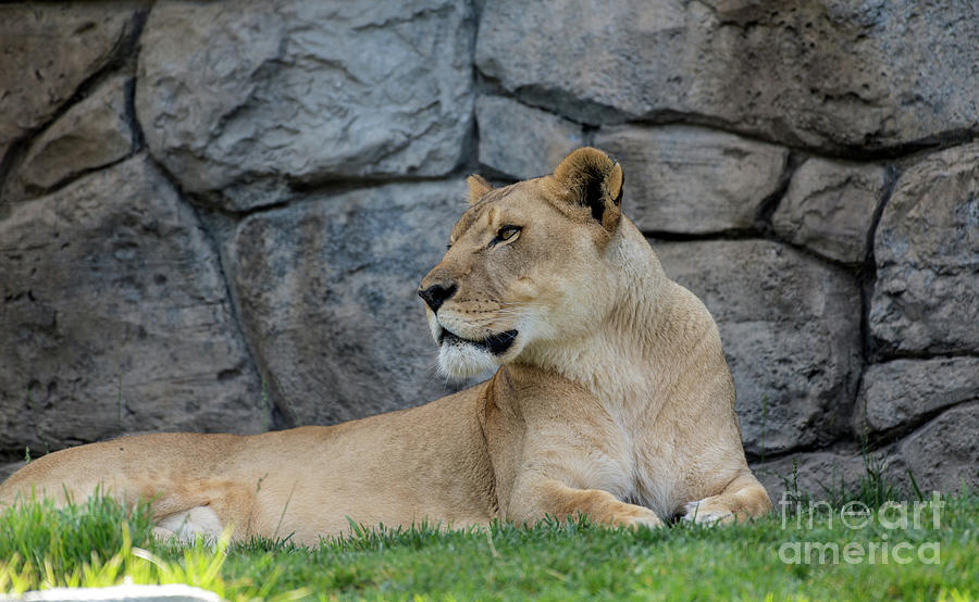 Beautiful Lioness Portrait Photograph by Sam Rino