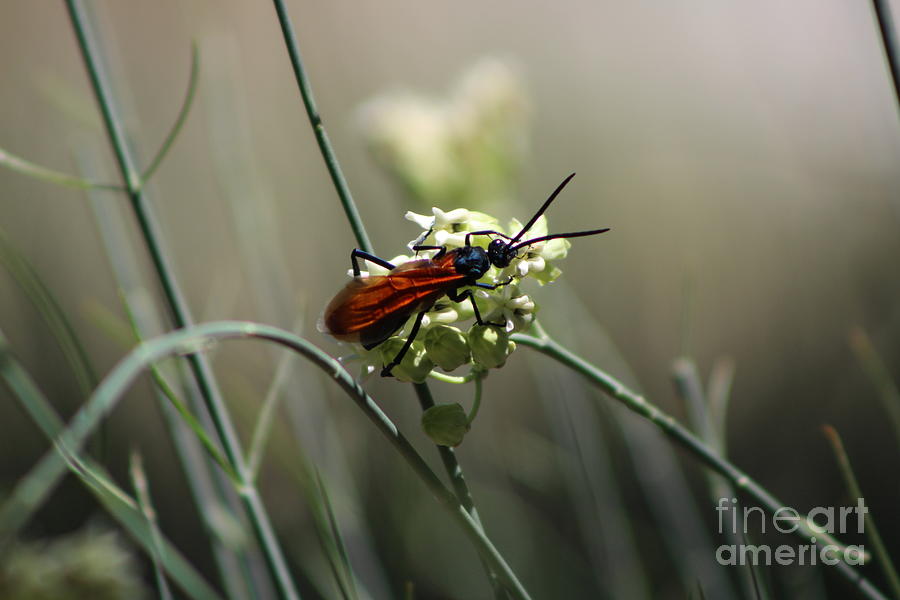 Insects Photograph - Beautiful Little Nightmare by Colleen Cornelius
