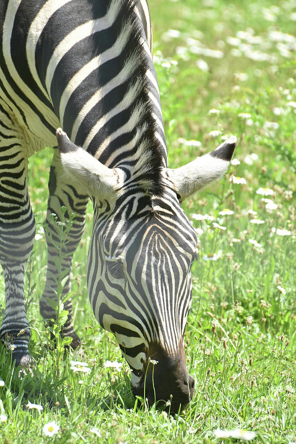 Beautiful Little Zebra In a Remote Location Photograph by DejaVu Designs