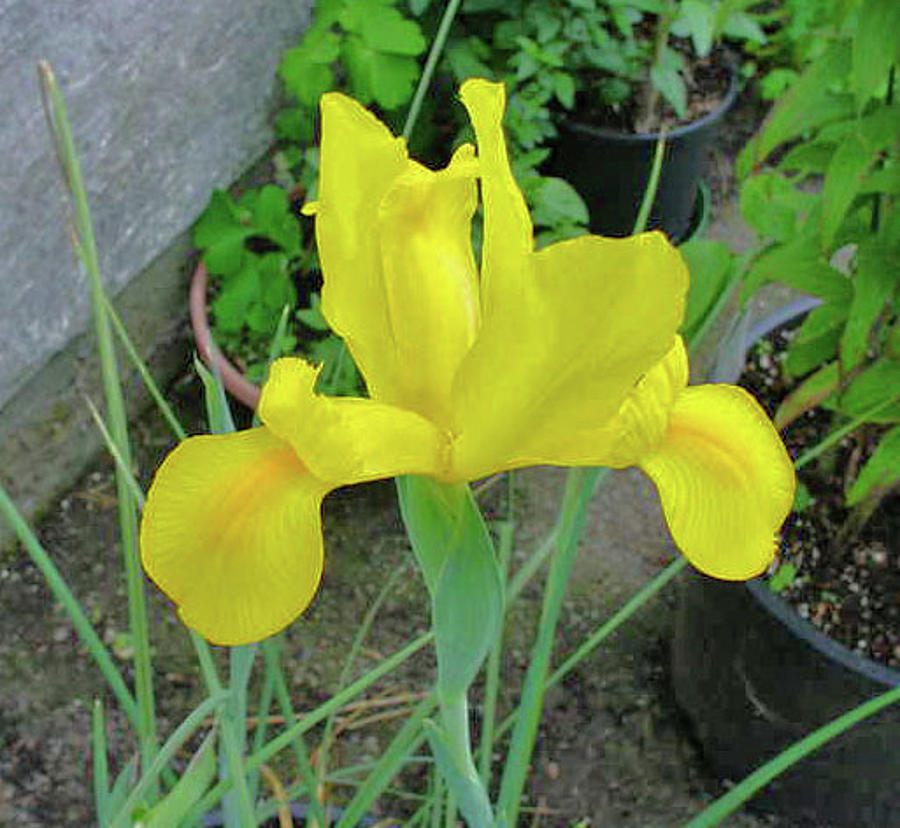 Iris Photograph - Beautiful Lone Yellow Iris by Jay Milo