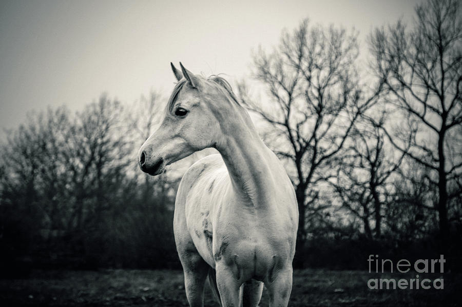 Beautiful Lonely White Horse III Photograph by Dimitar Hristov