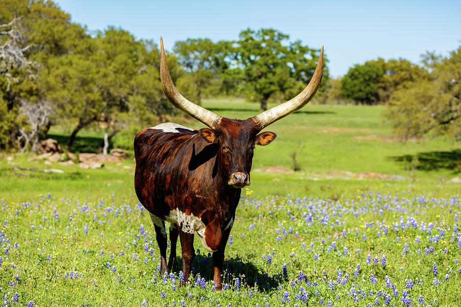 Beautiful longhorn bull Photograph by Raul Rodriguez