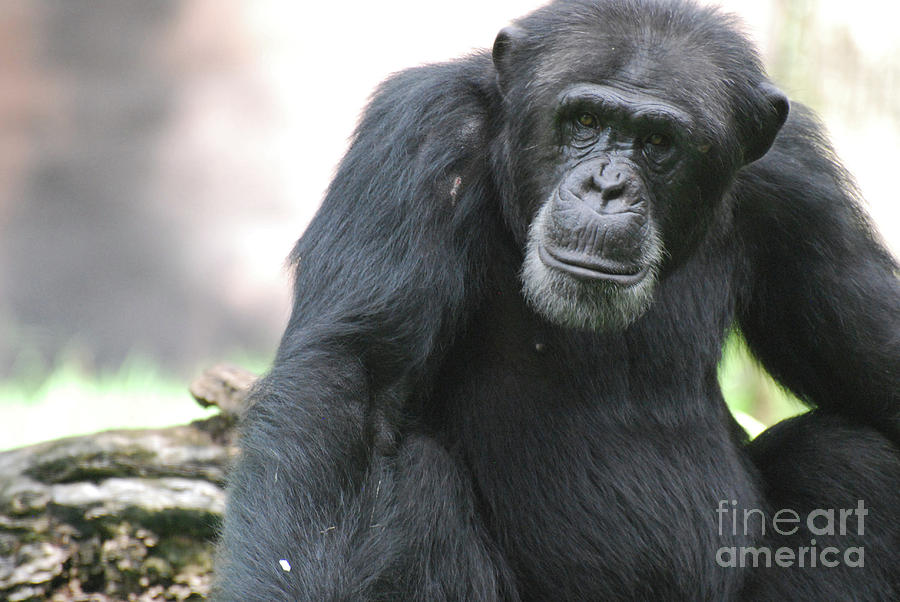 Beautiful Look at a Chimpanzee with a Solemn Look on His Face Photograph by DejaVu Designs