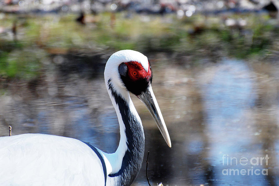 Beautiful Look at a White Naped Crane Photograph by DejaVu Designs