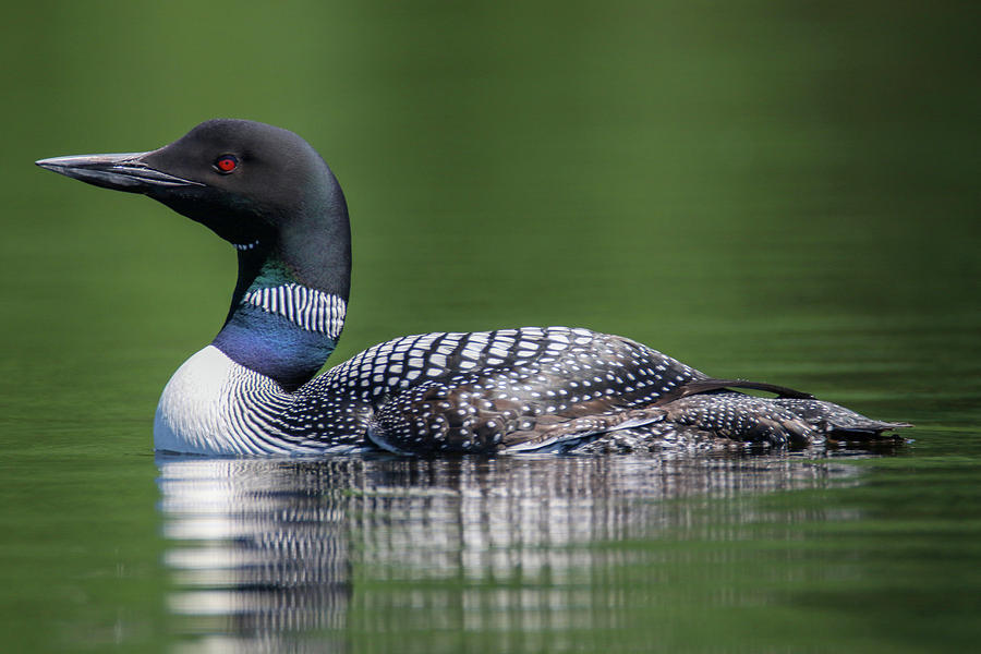 Beautiful Loon Photograph by Brook Burling
