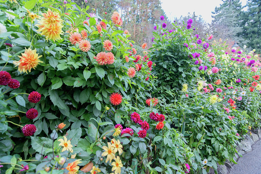 Fall Photograph - Beautiful lot of dahlias,Butchart gardens,Victoria,Canada by Andrew Kim