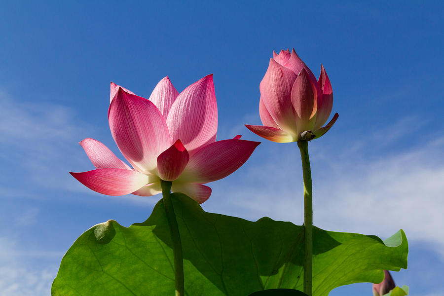 Hình phật và hoa sen: Nếu bạn đang tìm kiếm sự cảm động và cảm xúc cao đẹp, hãy xem hình ảnh của Phật và hoa sen. Đó là những hình ảnh tốt đẹp nhất trong tâm trí bạn, gợi nhắc nhở về một thế giới đầy tình yêu và hiển linh. Hãy cùng tìm lại sự thanh thản và niềm tin bằng những hình ảnh đẹp này. Translation: If you are looking for touching and beautiful emotions, please see the image of Buddha and lotus flowers. They are the most beautiful images in your mind, reminding you of a world full of love and divine light. Let\'s find tranquility and faith in these beautiful images.