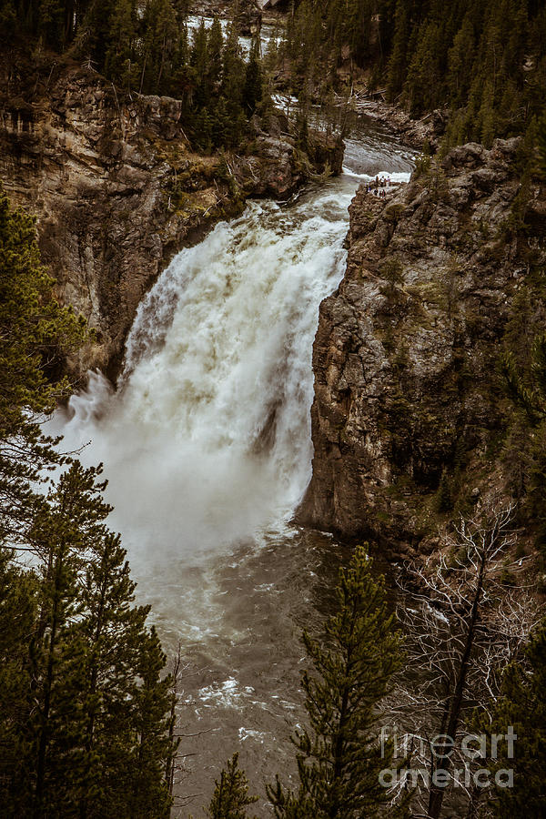 Beautiful Lower Falls Photograph by Robert Bales