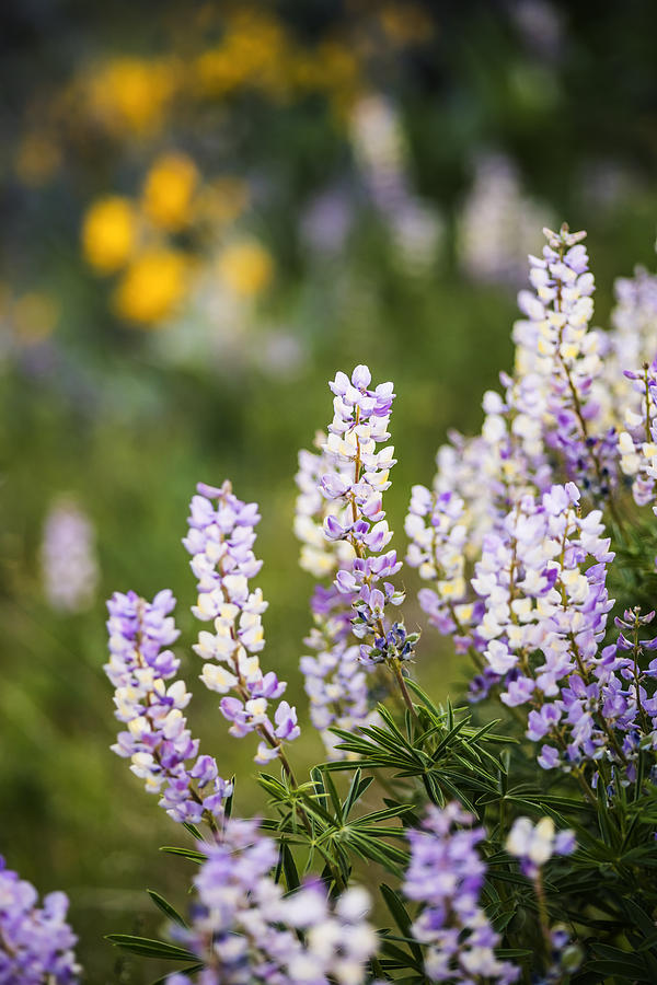 Spring Photograph - Beautiful Lupines Blooming in Boise Hills Boise Idaho USA by Vishwanath Bhat