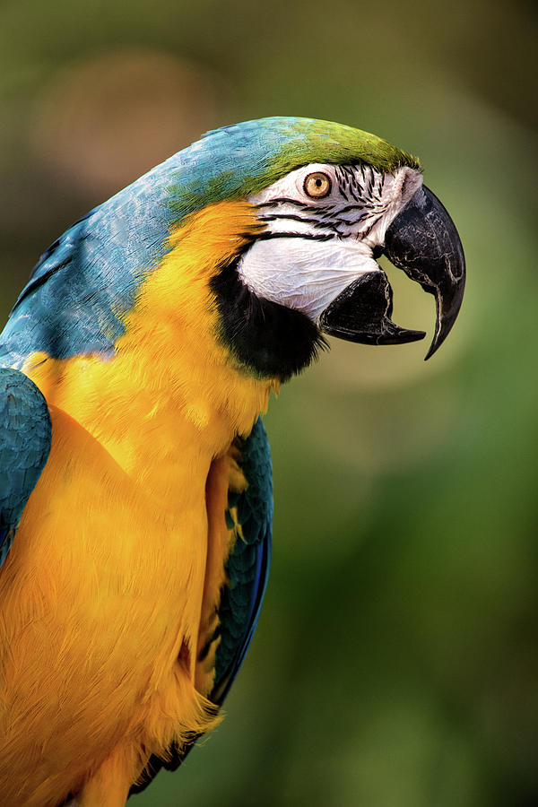 Beautiful Macaw Photograph by Don Johnson