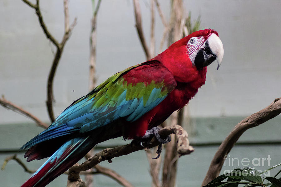 Beautiful Macaw Photograph by Suzanne Luft