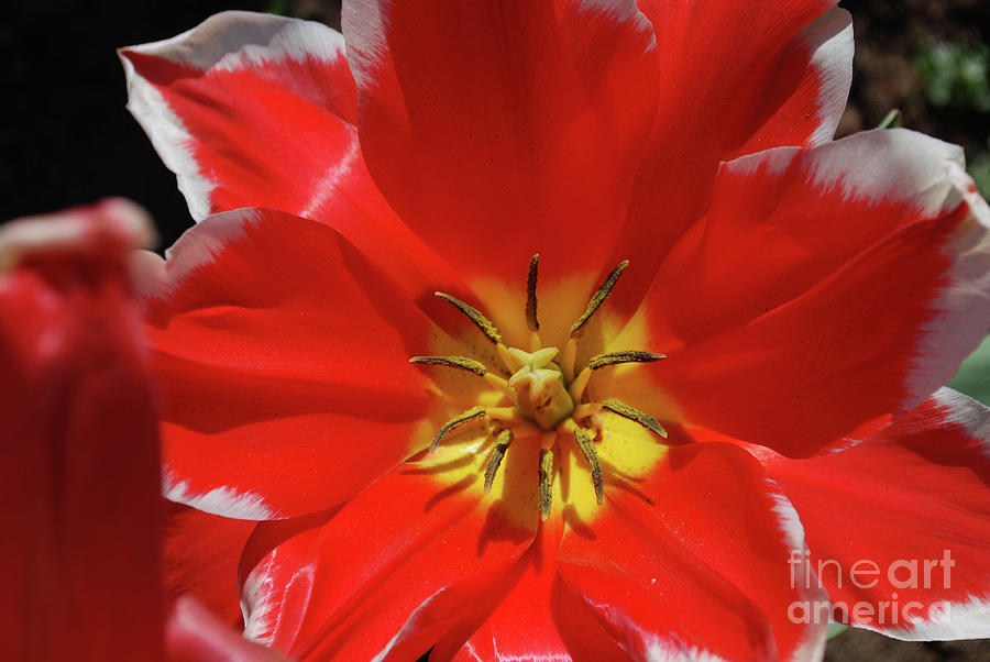 Beautiful Macro of a Red Blooming Tulip Photograph by DejaVu Designs