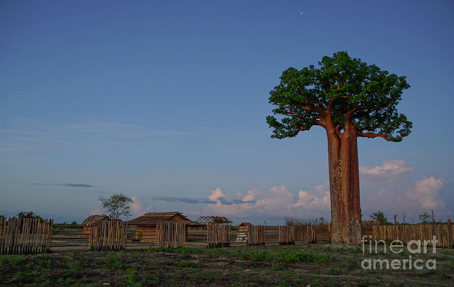 Beautiful Madagascar  Photograph by Brian Kamprath