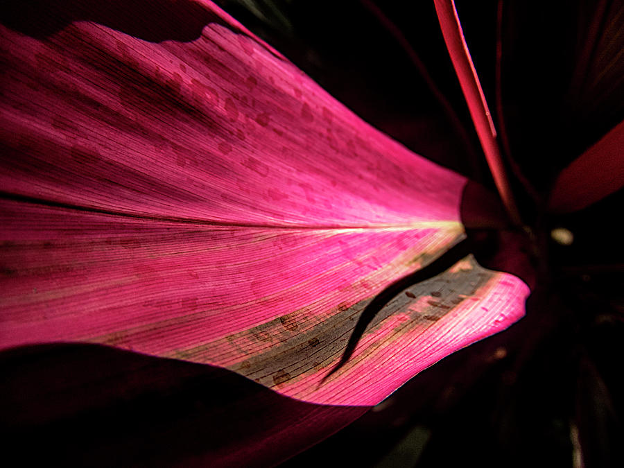 Beautiful Magenta Leaf Photograph by Bob Slitzan