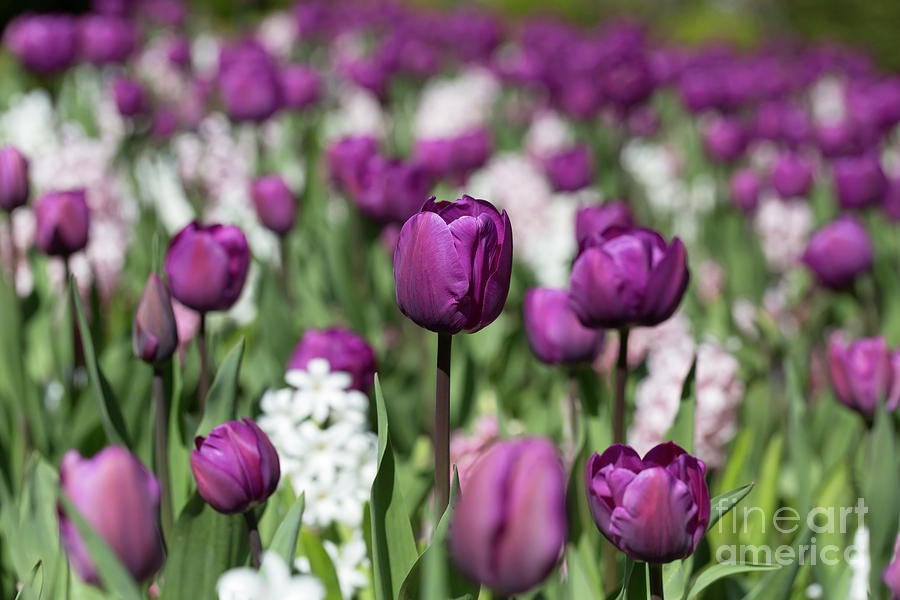 Beautiful magenta tulips in spring Photograph by Louise Heusinkveld