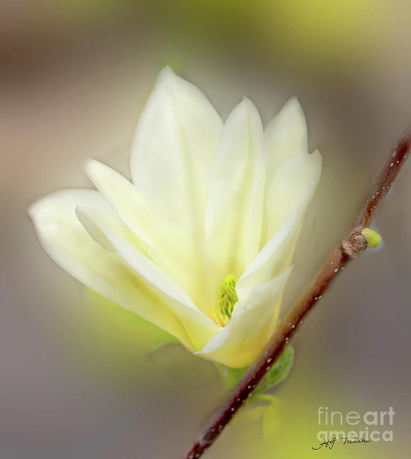 Flower Mixed Media - Beautiful Magnolia Original Painting 01 By H G Mielke by Heinz G Mielke Flower Mixed Media - Beautiful Magnolia Original Painting 01 By H G Mielke by Heinz G Mielke