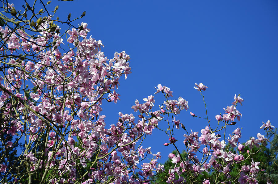 Beautiful Magnolias Photograph by Marketa Kostrova - Fine Art America