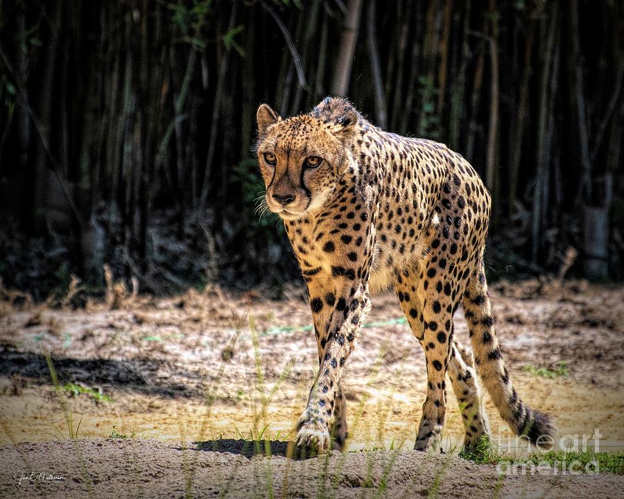 Beautiful Maive - Cheetah Photograph