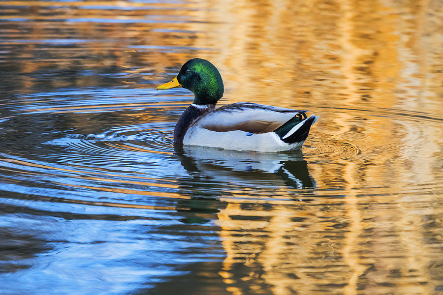 Beautiful Male Mallard Duck in a pond Photograph by Vishwanath Bhat
