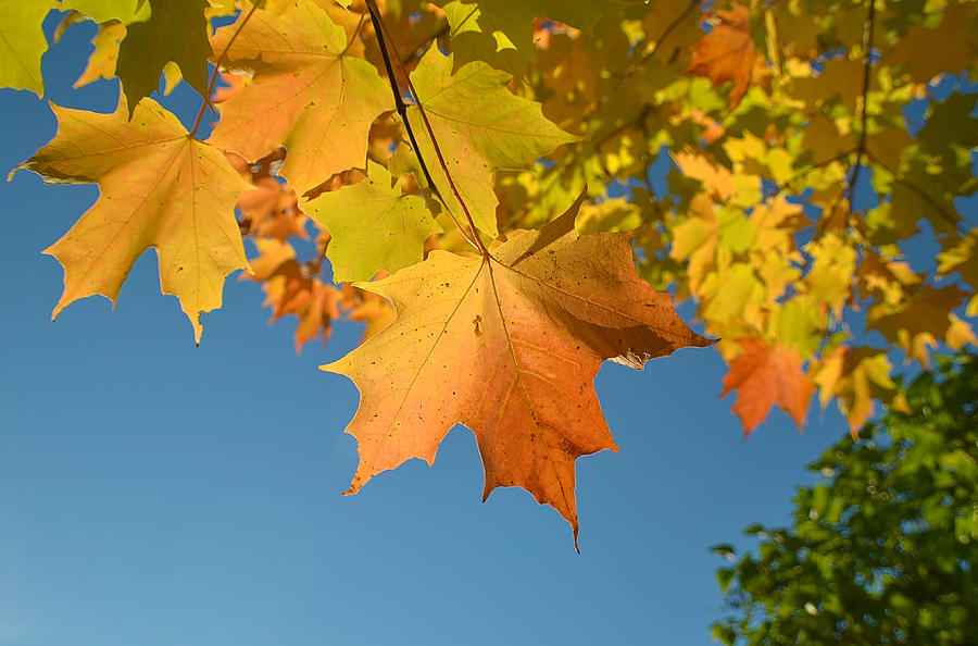 Fall Photograph - Beautiful Maple Leaves by Nicole Frederick