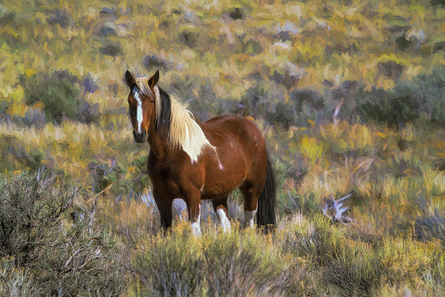 Beautiful Mare from South Steens painterly Photograph by Belinda Greb
