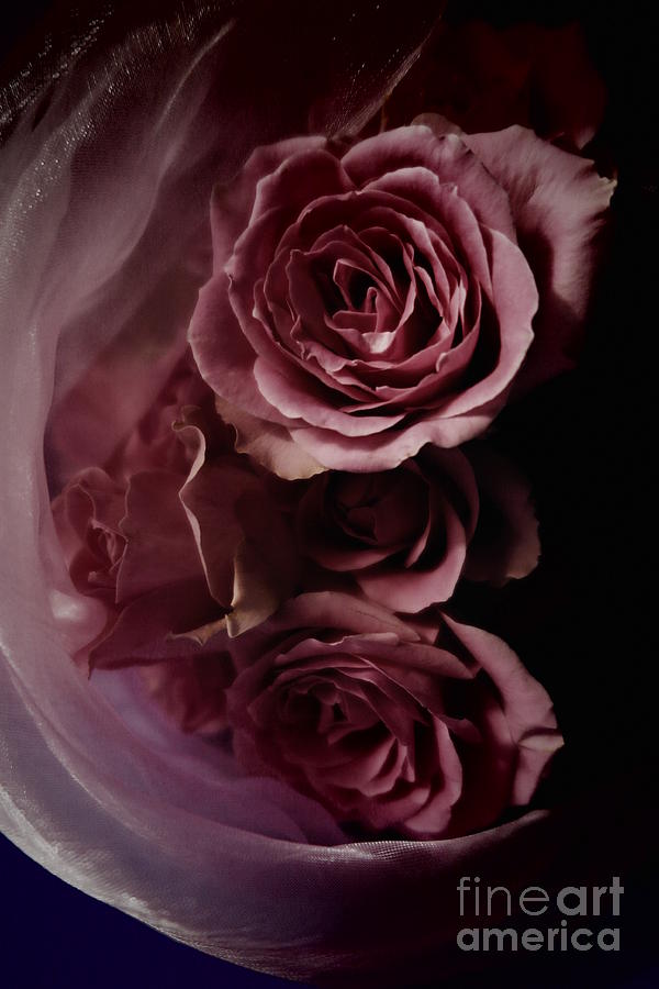 Beautiful Mauve Roses Photograph by Tara Shalton