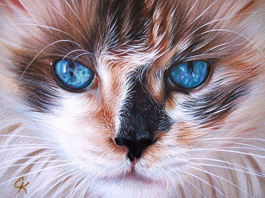 Cat Drawing - Beautiful Mia by Elena Kolotusha
