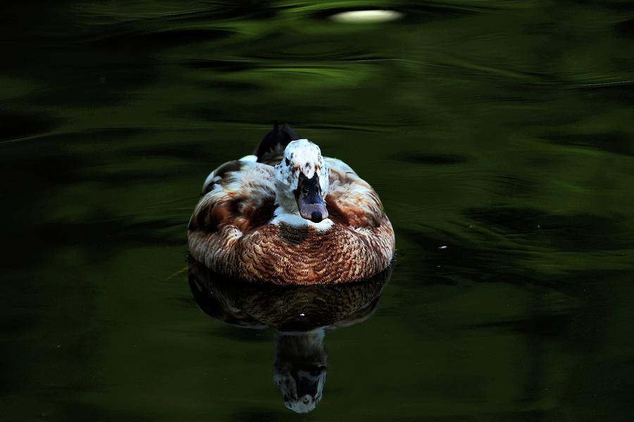 Beautiful Mixed Breed Duck Photograph by Carol Montoya