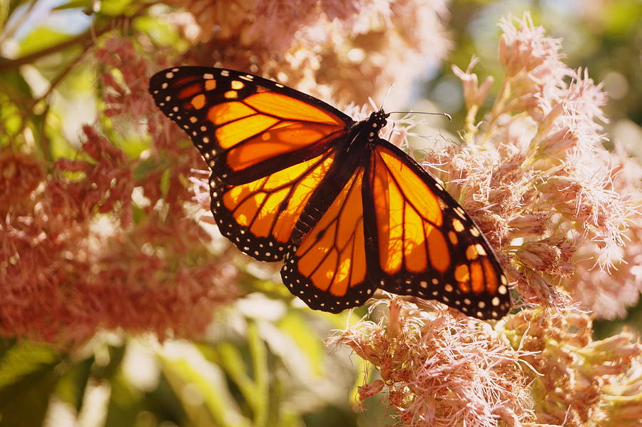 Beautiful Monarch Photograph by Beth Collins