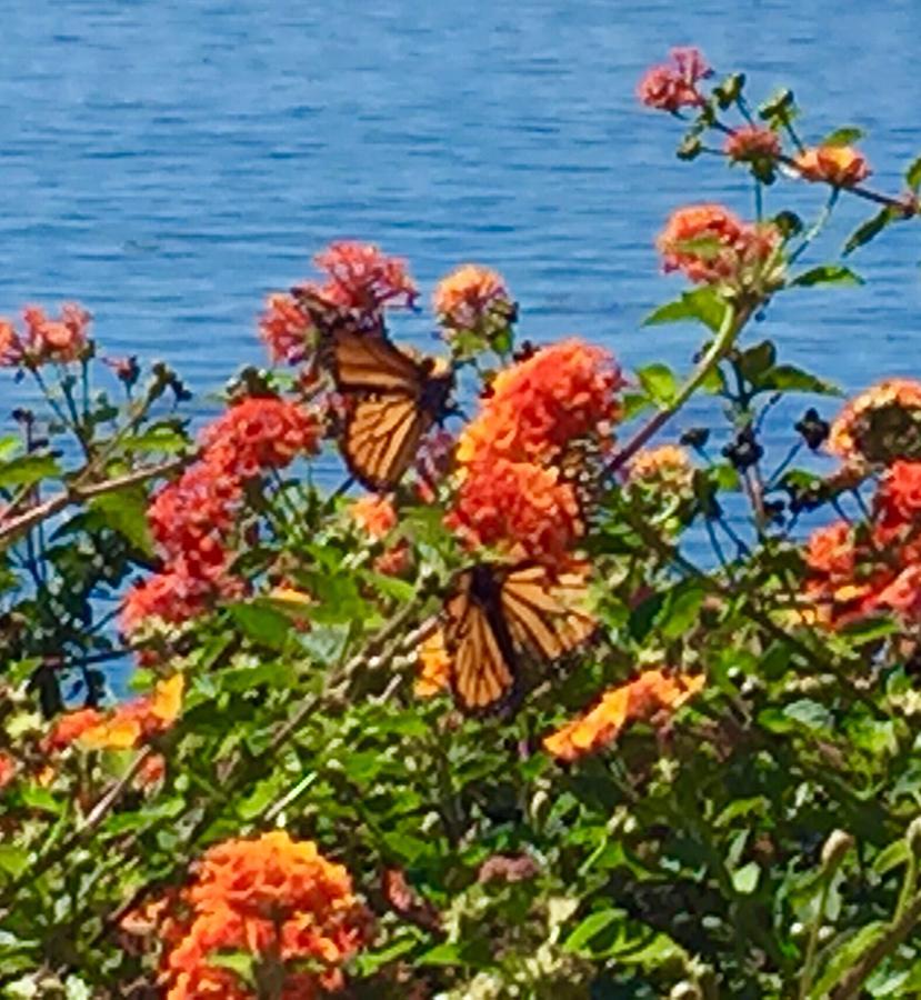 Beautiful Monarch Butterflies at Play Photograph by Jan Moore