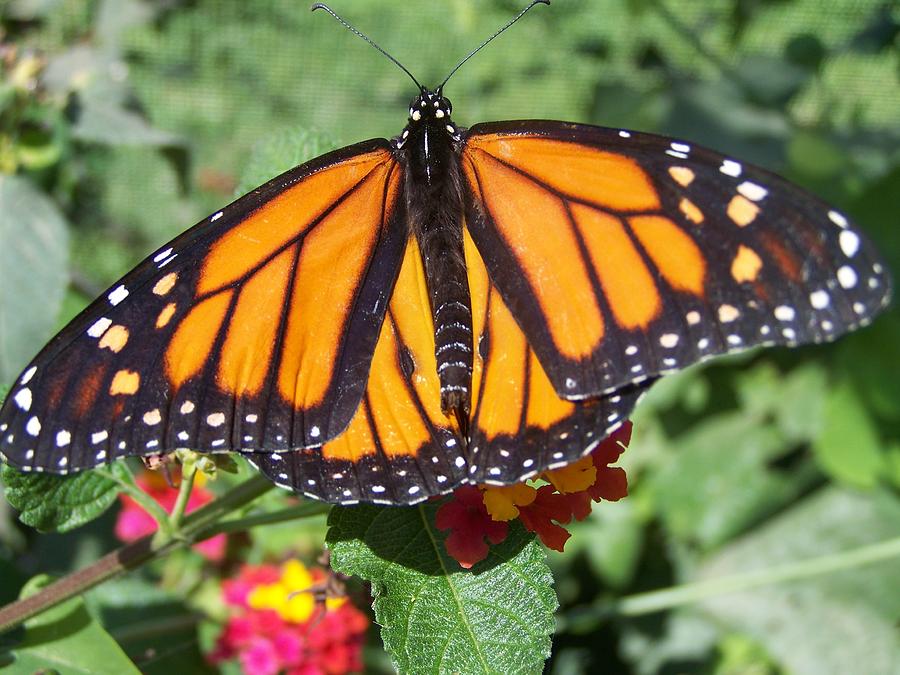 Beautiful Monarch Butterfly Photograph By Adriana Jarvis - Fine Art America