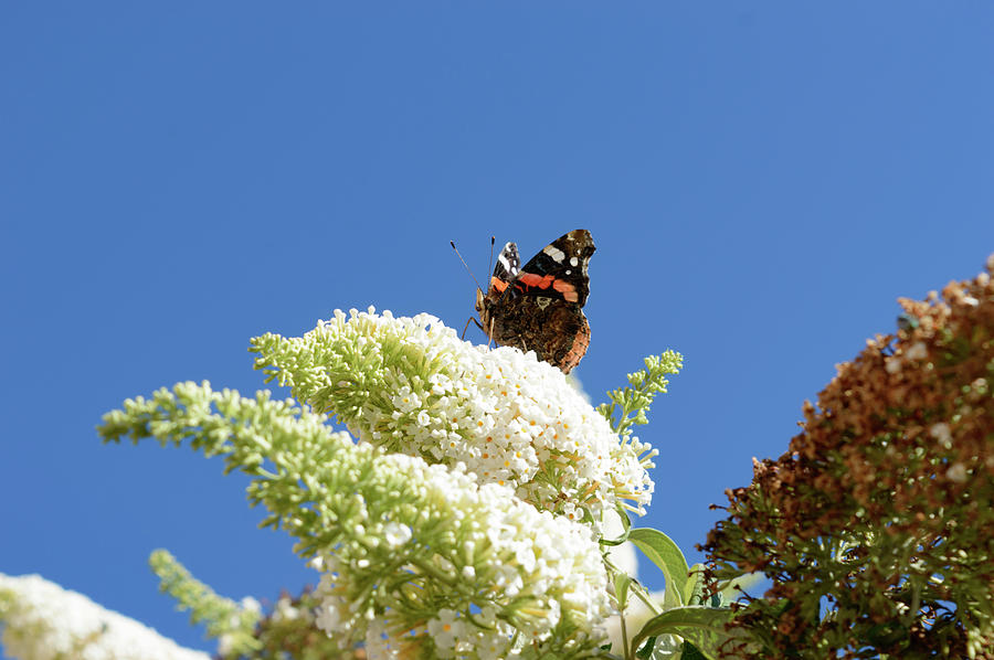 Butterfly Photograph - Beautiful monarch butterfly on butterfly bush by Johan Ferret