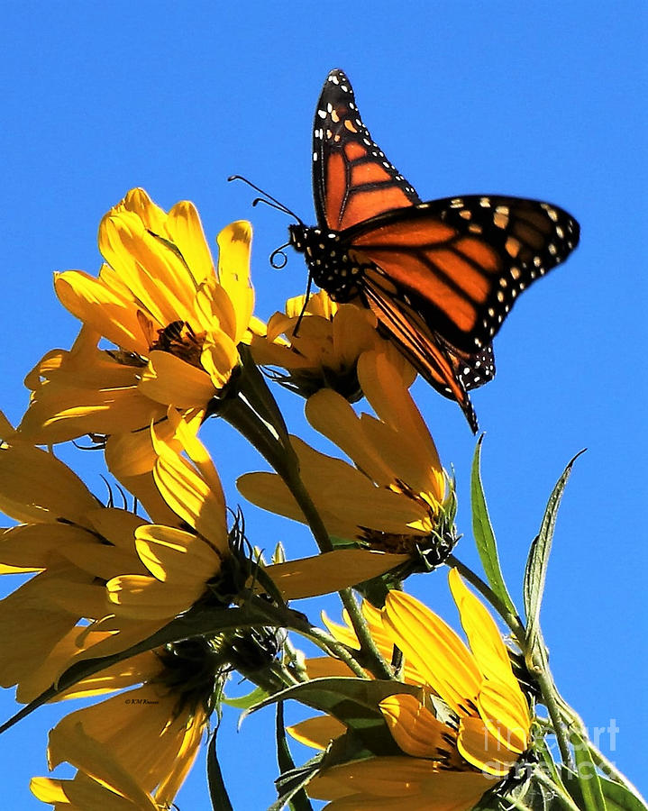 Beautiful Monarch Photograph by Kathy M Krause