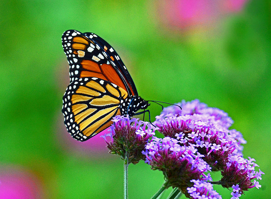 Beautiful Monarch Photograph by Rodney Campbell