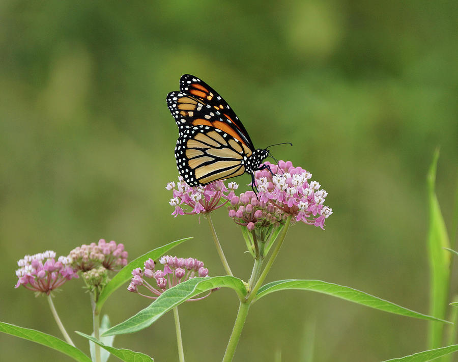 Beautiful Monarch Photograph by Sandy Keeton