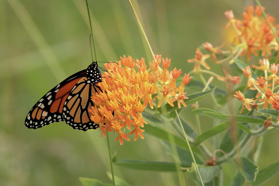 Beautiful Monarch Photograph by Susan Rissi Tregoning