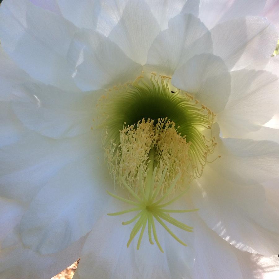 White Whisper Photograph by Nor J - Fine Art America