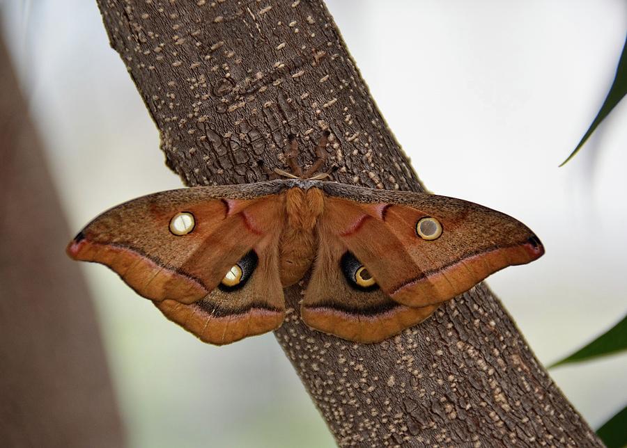 Beautiful moth Photograph by Ronda Ryan