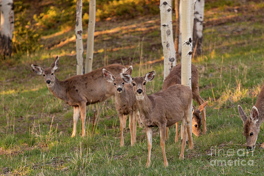 Deer Photograph - Beautiful Mule Deer Herd by Steven Krull