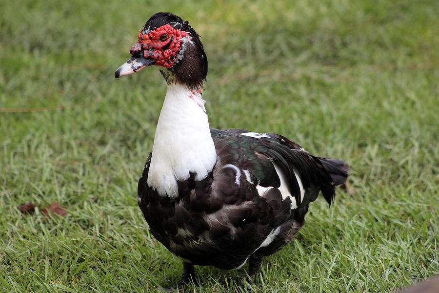 Bird Photograph - Beautiful Muscovy Duck by DB Hayes
