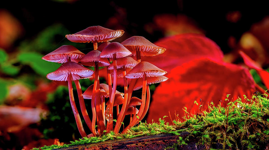 Beautiful Mushrooms Photograph by Mountain Dreams