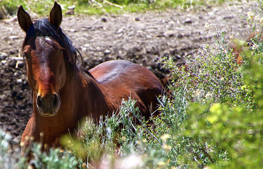 Beautiful Mustang Stallion Photograph by Waterdancer