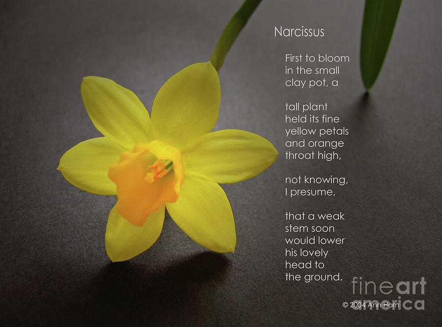 Narcissus Photograph by Ann Horn