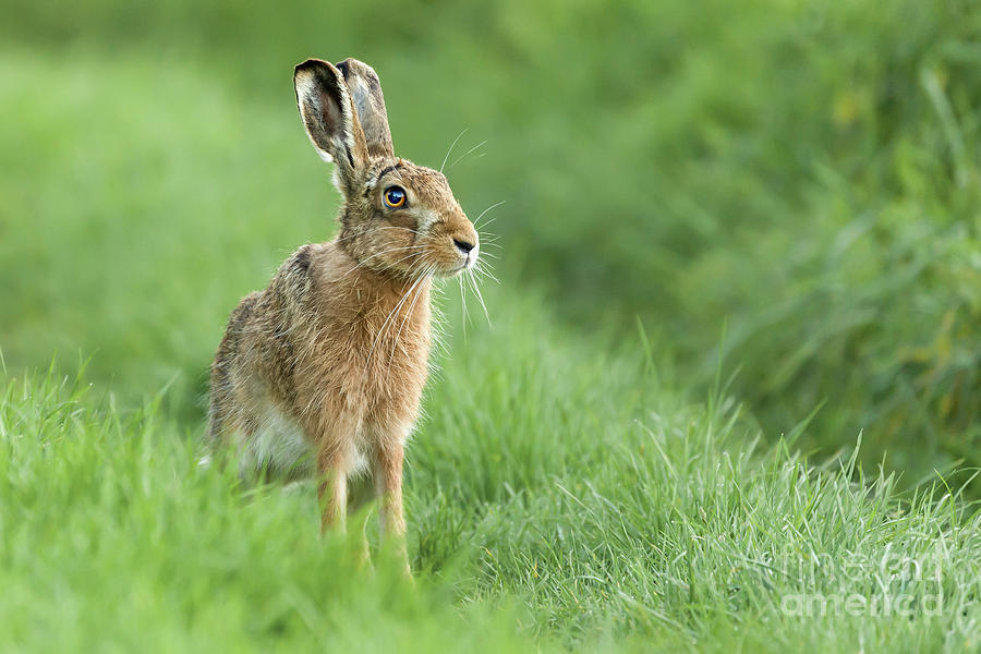 Beautiful Norfolk wild hare sat on grass Photograph by Simon Bratt