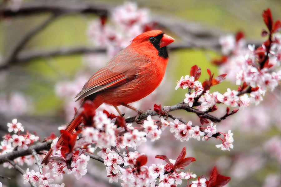Beautiful Northern Cardinal Photograph by Trina Ansel