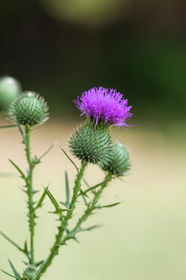 Beautiful Noxious Weed Photograph by Kathy Clark